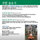 [춘천 요가] &#34;금베이숲&#34; 숲 속에서 힐링요가 하고 온 후기