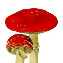 세계 끝의 버섯 이미지