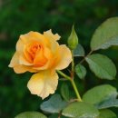 천냥백화점 이미지