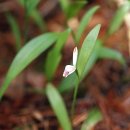 새야새야 이미지