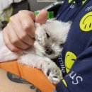 댕이요 펫택시 | 애견동반 티웨이항공 김포-제주 왕복 TW721/TW720 내돈내산 이용후기 꿀팁!