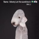 골든블랙123 이미지