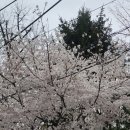 밤동산어린이공원 | 대전 벚꽃 명소 대전 대흥동 벚꽃동산 테미공원 벚꽃 만개 낮과 비오은날 밤 후기