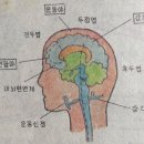 만병통치약 "보화탕" 을 들어 보셨나요? 이미지