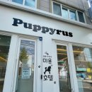 퍼피루스 이미지