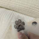 반짝일개 이미지