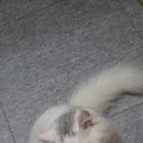 우다닥 고양이호텔 이미지