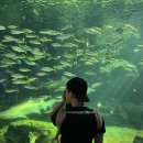 아쿠아리움 | [육아] 일산 아쿠아리움 후기