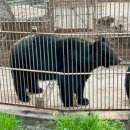 반달곰 | 화성 반달곰이 살던 숲 캠핑장 겨울장박 후기