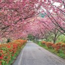 대웅목장 | 벚꽃이 피면 충남으로 오라~ 사랑스러운 벚꽃 사찰 BEST 5