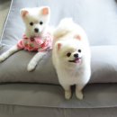 디엔씨펫 이미지