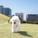 VIP 애견 이미지