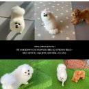 개님살롱레이크사이드 이미지