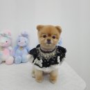 아지애견 | 영종도애견미용 _ 섬댕강아지미용실 만족스러운 후기 ^^