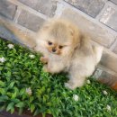 메르시몽프레 포메분양&애견카페 이미지