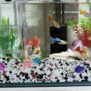 물속풍경수족관 이미지