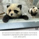 흰 개 염색시켜 판다로…중국 동물원 ‘학대’ 논란 이미지