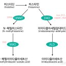 디아민 이미지