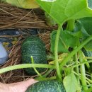 부남농장 이미지