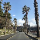 위미2리 | 제주 겨울여행 Day #3 / 오는정김밥, 위미2리 동백군락지, 방주교회, 본태박물관, 1100고지, 만덕이네...