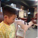 강남역 강아지카페 애견까페 개랑 놀아주는 남자