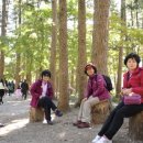 허브사랑 이미지