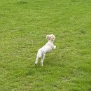 월월애견펜션 이미지