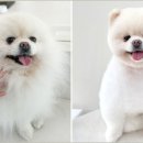 만점애견미용 이미지