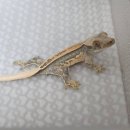 카민렙타일