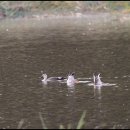 대평오리 이미지