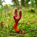 중앙2사슴 이미지