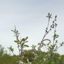 수원-1069 이미지