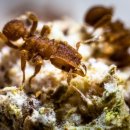 개미 농장 이미지