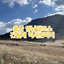 영남목장 | 울산 영남알프스 간월재 억새군락지 후기
