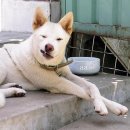 아지애견 이미지