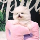 일산요미독강아지분양