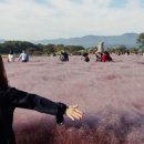 핑크뮬리 꽃단지 원 이미지