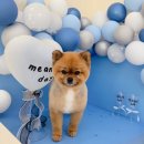 댕댕이 미용살롱 이미지