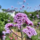 들꽃향기 펜션 이미지