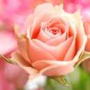 장미화장품 - 수원시 권선구 세지로 56 | 장미화장품