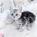 비비퍼피 강아지분양 일산점 이미지