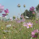 코스모스 이미지