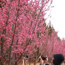 2025 섬 홍매화축제 이미지