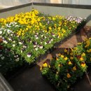 소소한향기 이미지