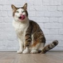 냥앤도그 이미지