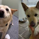 개ST하우스 이미지