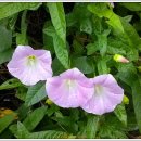 인천공촌초등학교 이미지