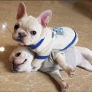 불독PC방 이미지