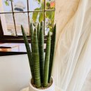 신월동138 이미지