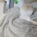 꼬르륵댕댕 이미지